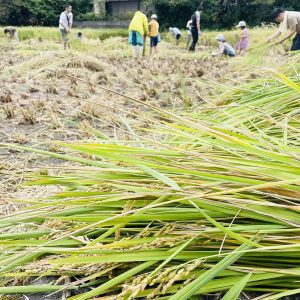 rice-harvesting2022